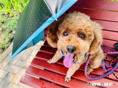 怀孕后，你们把狗狗送走了吗