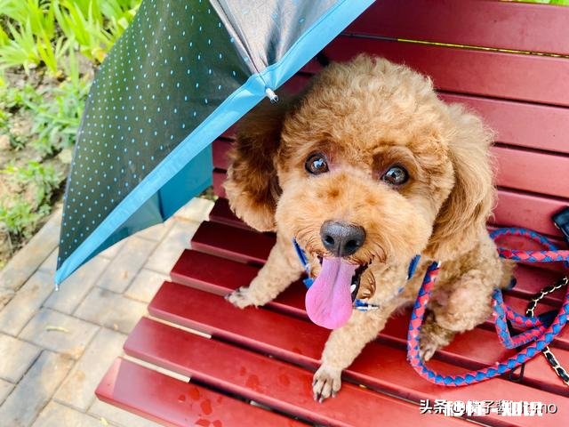 怀孕后，你们把狗狗送走了吗