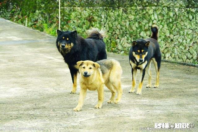 咋天回农村，看到一条土狗对屁孩的一坨屎闻闻不吃就走了，为什么