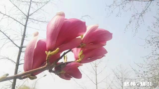 小调查：在各种文体当中，你对诗词的喜欢度排第几，为什么