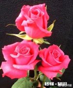 自媒体创作每次写完只有几十推荐量，真的有必要坚持下去吗