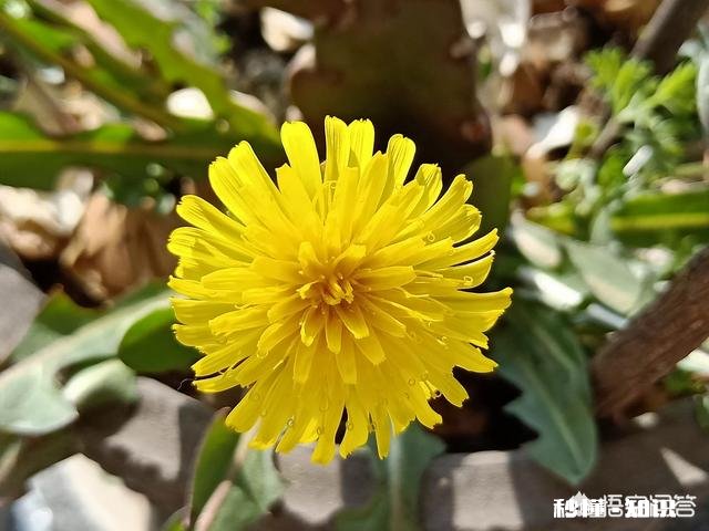 春季蒲公英的管理