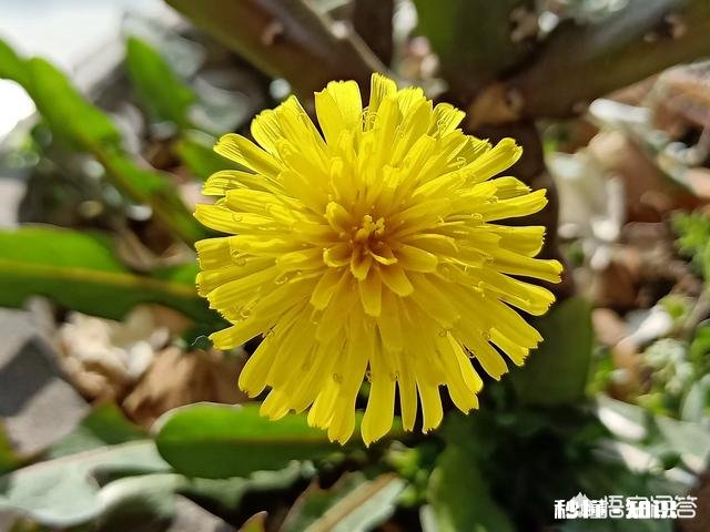 春季蒲公英的管理
