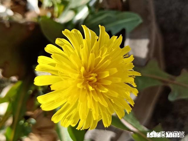 春季蒲公英的管理