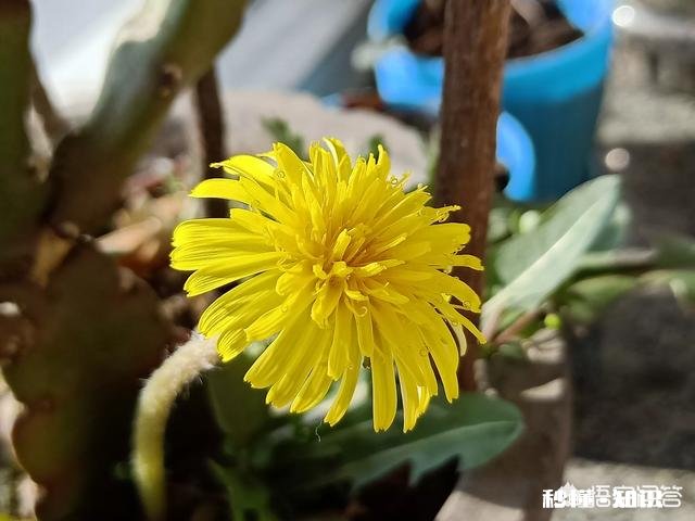 春季蒲公英的管理