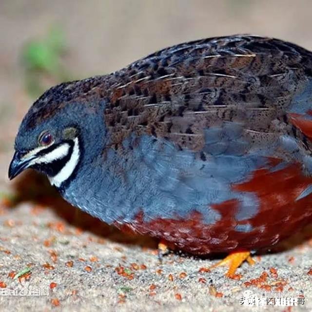 芦丁鸡养殖是骗局吗