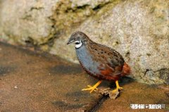 芦丁鸡养殖是骗局吗