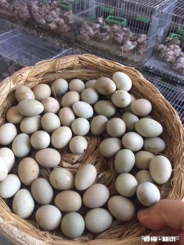 芦丁鸡养殖是骗局吗