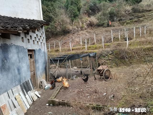 你们觉得在农村养什么最好