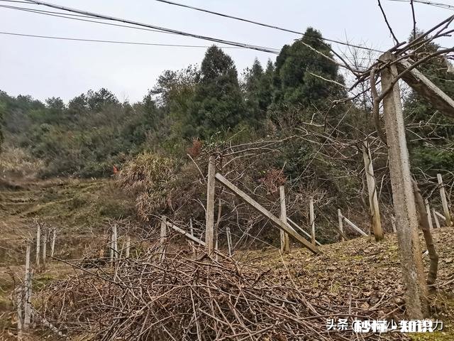 你们觉得在农村养什么最好