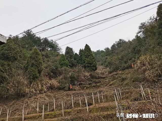 你们觉得在农村养什么最好