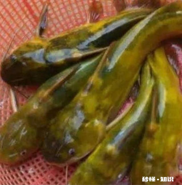 猪肝和鸡肝哪个钓鱼好用