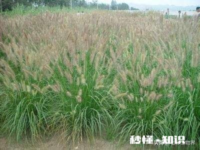 公园里种植了很多巨型“狗尾草”，有知道这是什么植物的吗