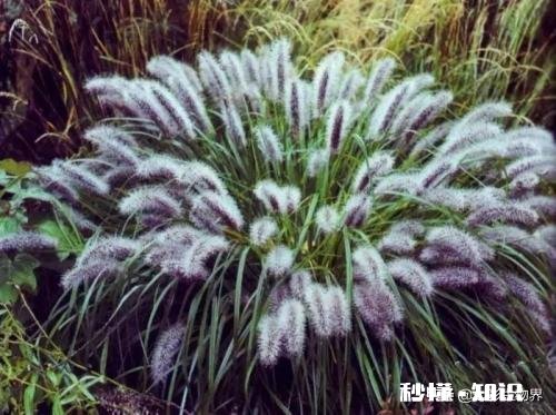公园里种植了很多巨型“狗尾草”，有知道这是什么植物的吗