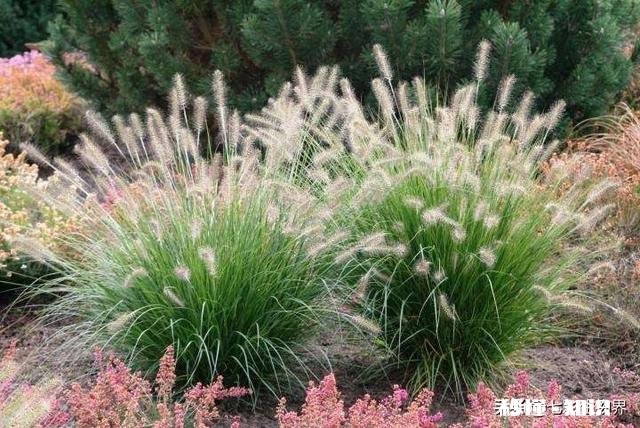 公园里种植了很多巨型“狗尾草”，有知道这是什么植物的吗