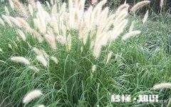 公园里种植了很多巨型“狗尾草”，有知道这是什么植物的吗