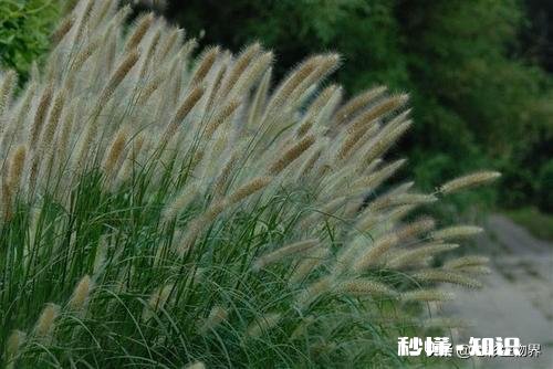 公园里种植了很多巨型“狗尾草”，有知道这是什么植物的吗