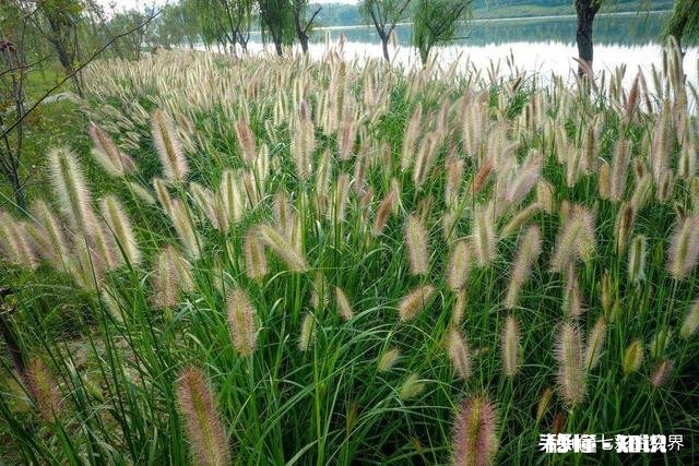 公园里种植了很多巨型“狗尾草”，有知道这是什么植物的吗