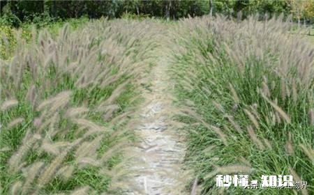 公园里种植了很多巨型“狗尾草”，有知道这是什么植物的吗