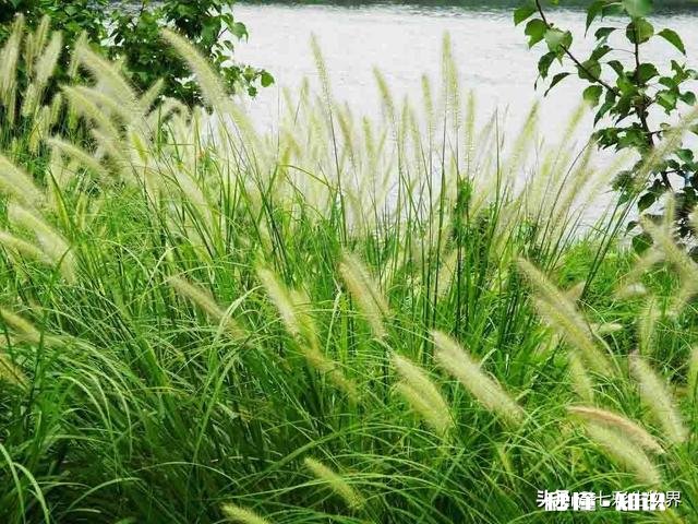 公园里种植了很多巨型“狗尾草”，有知道这是什么植物的吗