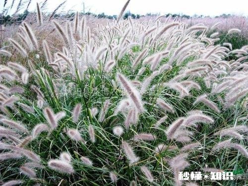 公园里种植了很多巨型“狗尾草”，有知道这是什么植物的吗