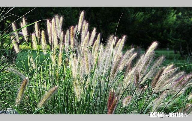 公园里种植了很多巨型“狗尾草”，有知道这是什么植物的吗