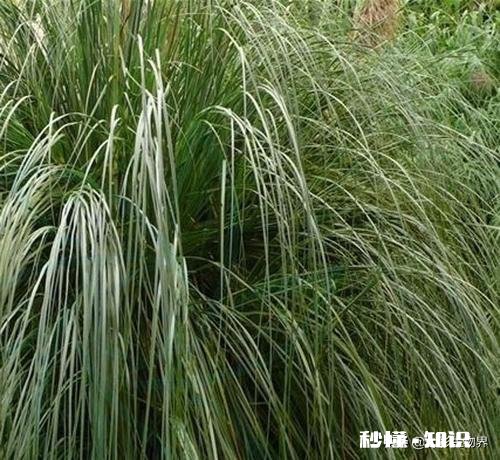 公园里种植了很多巨型“狗尾草”，有知道这是什么植物的吗