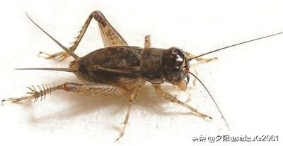 有多少人记得自己梦里的细节