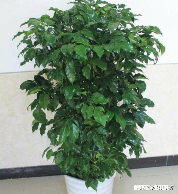 我的幸福树叶子卷曲，但不掉叶请各位老师帮忙看看，这是怎么了