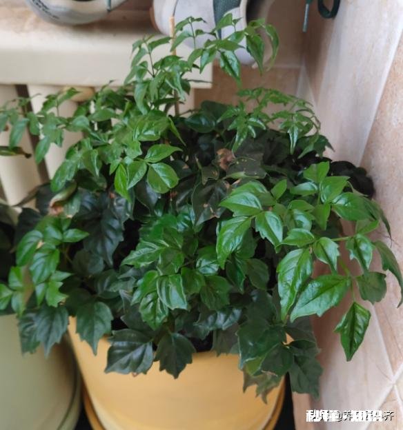 我的幸福树叶子卷曲，但不掉叶请各位老师帮忙看看，这是怎么了