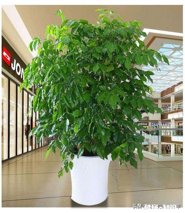 我的幸福树叶子卷曲，但不掉叶请各位老师帮忙看看，这是怎么了