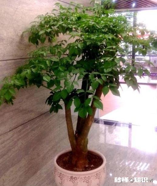 我的幸福树叶子卷曲，但不掉叶请各位老师帮忙看看，这是怎么了