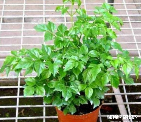 我的幸福树叶子卷曲，但不掉叶请各位老师帮忙看看，这是怎么了