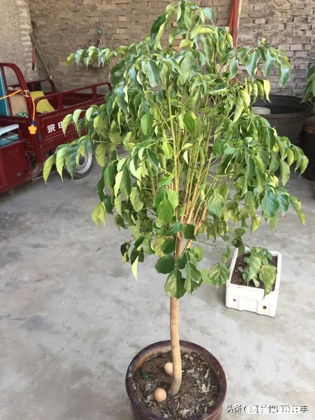 我的幸福树叶子卷曲，但不掉叶请各位老师帮忙看看，这是怎么了