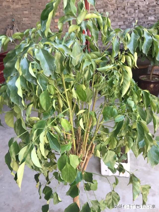 我的幸福树叶子卷曲，但不掉叶请各位老师帮忙看看，这是怎么了