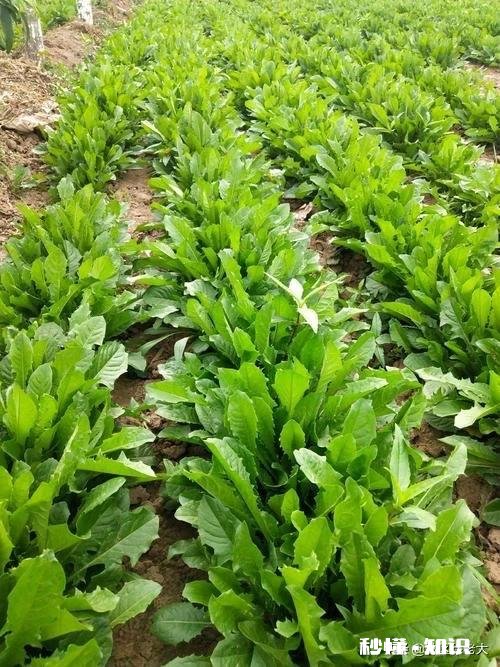 中药材蒲公英种植后能打封面除草剂吗