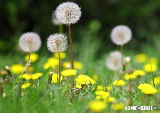 中药材蒲公英种植后能打封面除草剂吗