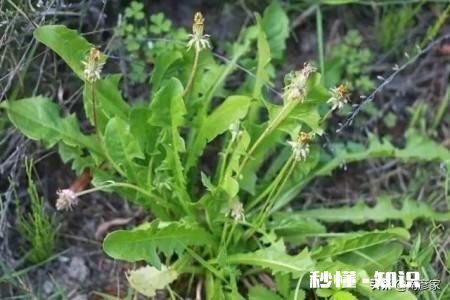 中药材蒲公英种植后能打封面除草剂吗