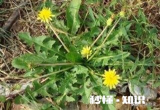 中药材蒲公英种植后能打封面除草剂吗