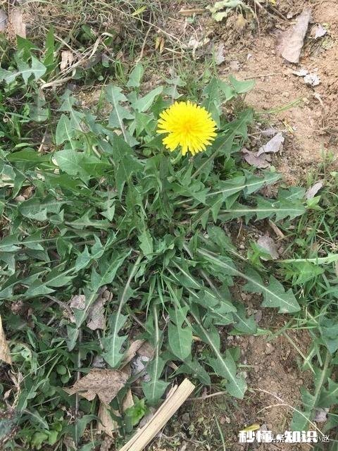 中药材蒲公英种植后能打封面除草剂吗