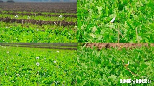 中药材蒲公英种植后能打封面除草剂吗