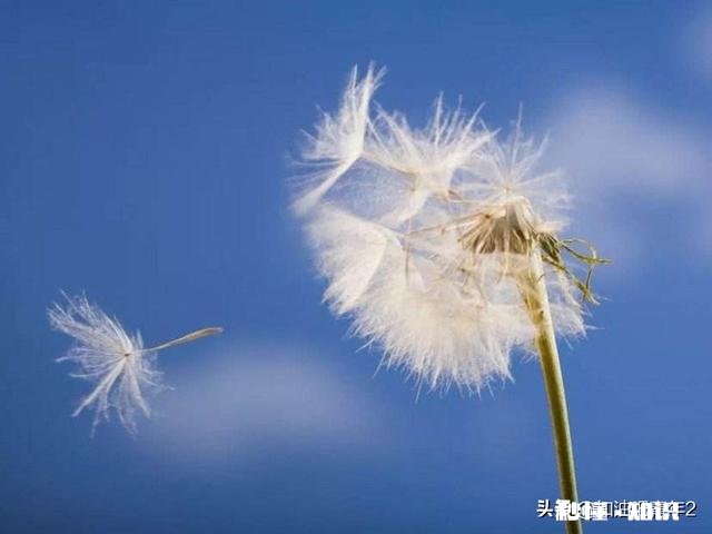 中药材蒲公英种植后能打封面除草剂吗