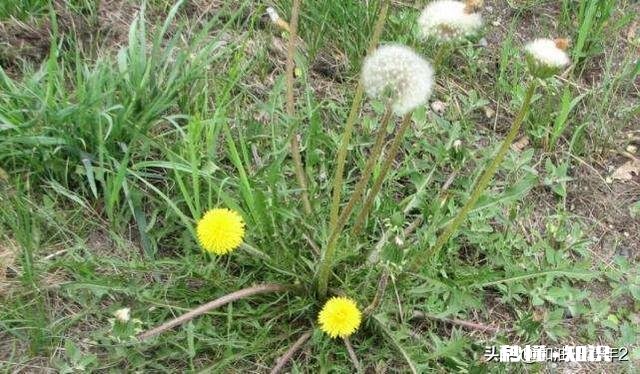 中药材蒲公英种植后能打封面除草剂吗