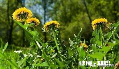 中药材蒲公英种植后能打封面除草剂吗