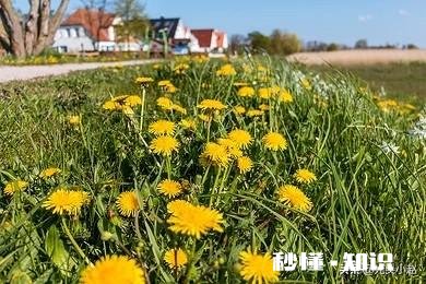 中药材蒲公英种植后能打封面除草剂吗