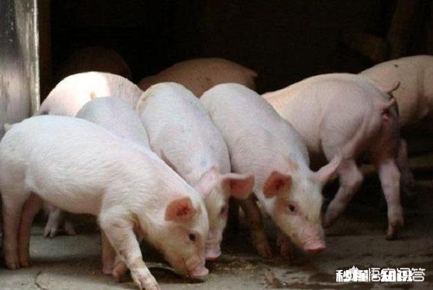 今年适合养猪吗