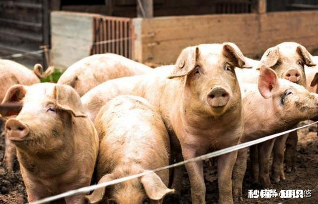 今年适合养猪吗