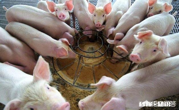 今年适合养猪吗