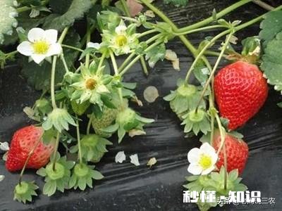 草莓开花后多久结果，需要注意些什么花骨朵多了需要掐掉些吗