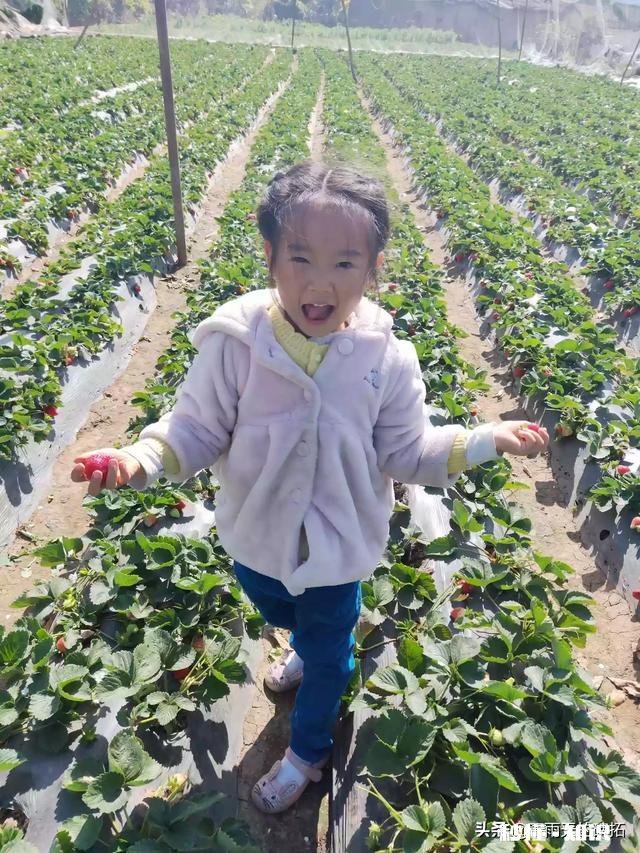 草莓开花后多久结果，需要注意些什么花骨朵多了需要掐掉些吗